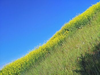 Plant growing on field against clear sky