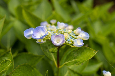 Close-up of white flowering plant