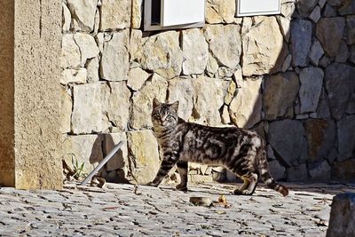 Cat relaxing on wall