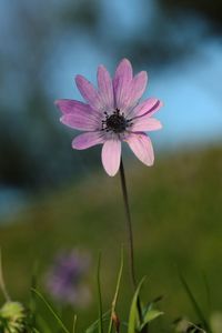 Close-up of pink flower on field against the blue sky background 