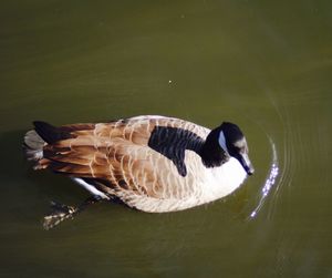 Bird swimming in lake