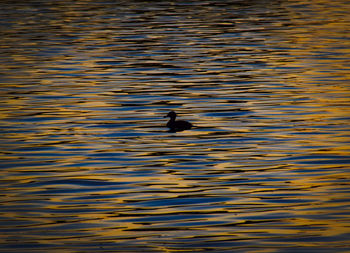 Ducks swimming in lake