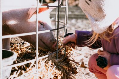 Girl feeding pig at farm in sunny day