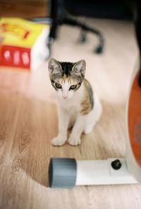 Close-up portrait of cat