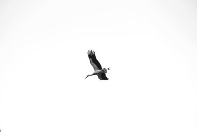 Low angle view of eagle flying against clear sky