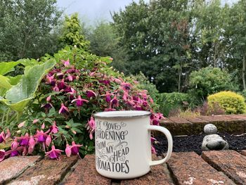 Close-up of pink flowering plants in garden