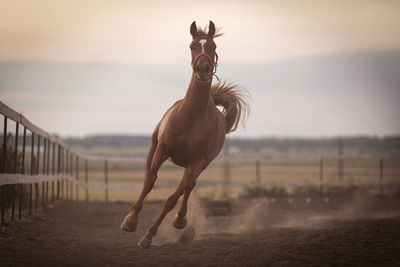 View of horse on field against sky during sunset