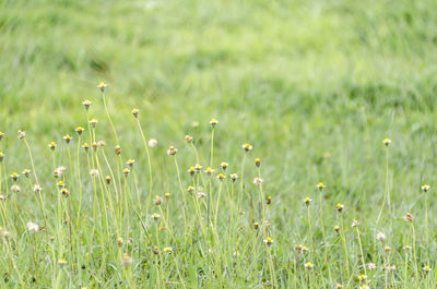 Close-up of flowering plant on field