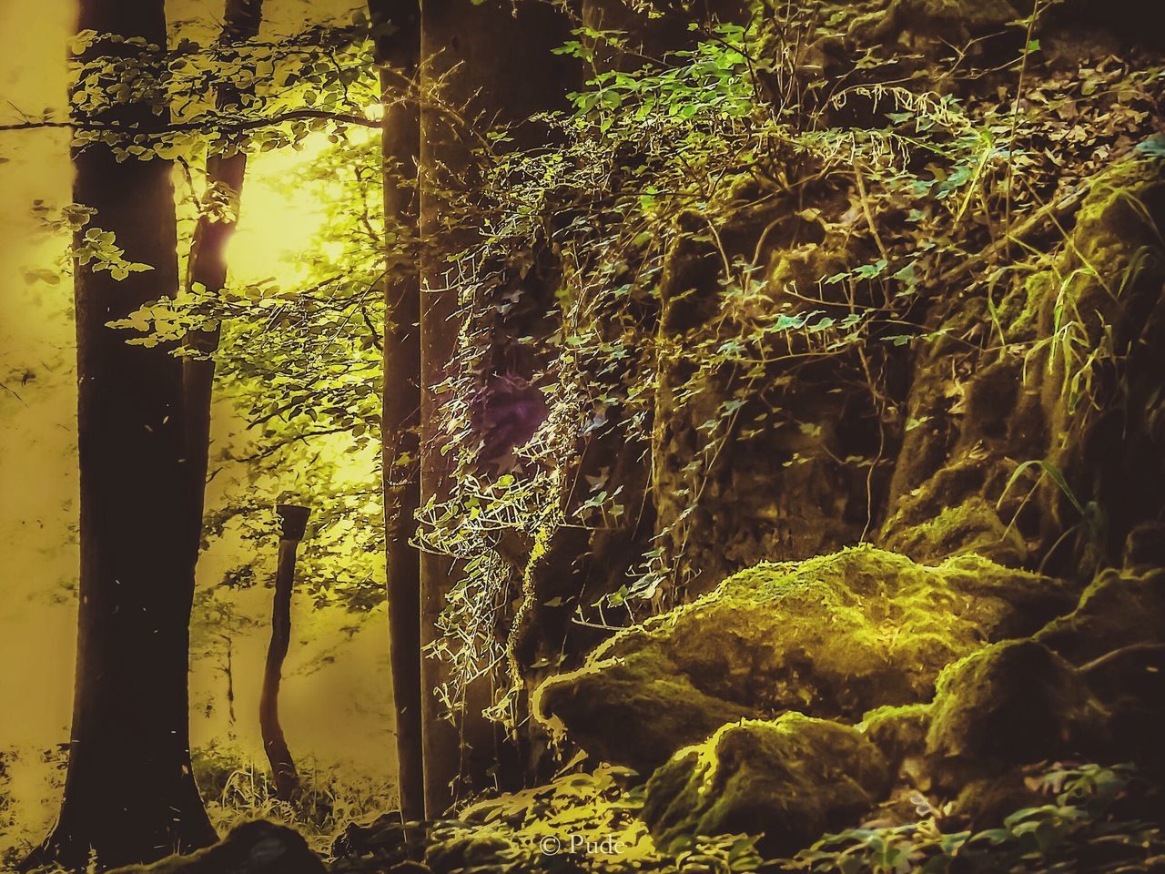 growth, tree, plant, nature, tree trunk, tranquility, sunlight, green color, beauty in nature, rock - object, day, tranquil scene, forest, growing, no people, outdoors, field, shadow, scenics, grass