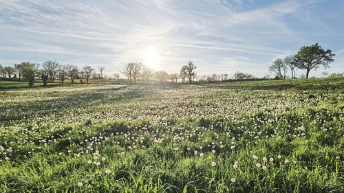 Scenic view of field against sky