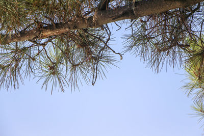 Low angle view of tree against clear blue sky