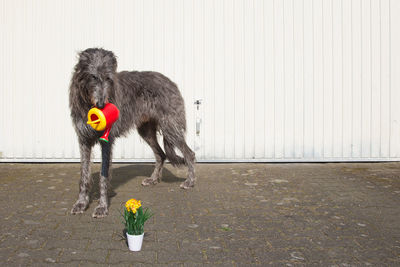 Scottish deerhound carrying watering can while looking at flower pot against wall