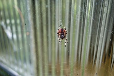 Close-up of spider on web