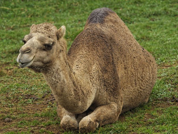 Close-up of a sheep on field