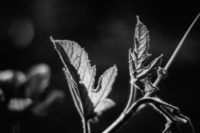 Close-up of dry leaves