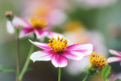 Close-up of pink cosmos flower