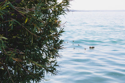 Birds swimming in sea