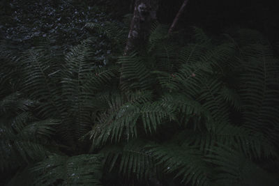 Close-up of tree in forest at night