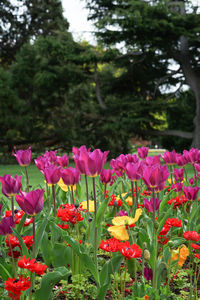 Close-up of pink flowering plants in park