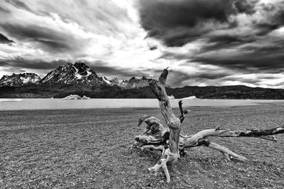 Driftwood on beach against sky