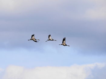 Low angle view of birds flying in sky