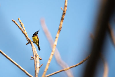 Low angle view of a bird on plant