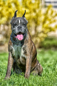 Dog sitting on field