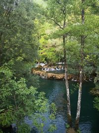 Scenic view of forest