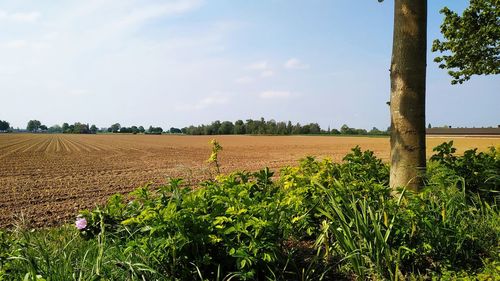 Scenic view of agricultural field against sky