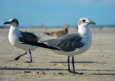 Seagull perching on a land