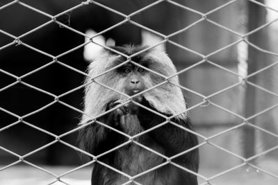 Close-up of monkey in cage