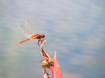 Close-up of insect on water