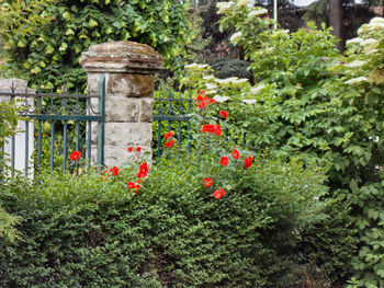 Red flowers growing on tree