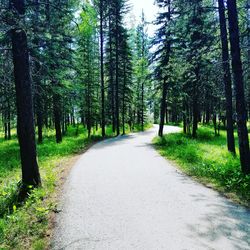 Road amidst trees in forest