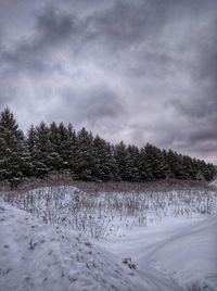 Trees against sky