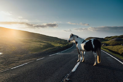 Horse standing on road against sky during sunny day