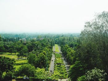 Trees and cityscape against sky