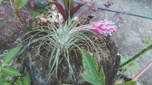 Close-up of pink flowering plant