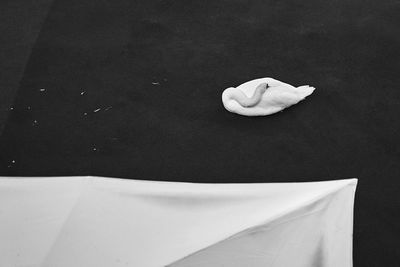 Lonely swan sleeping on the shore under the white tent. black and white image.