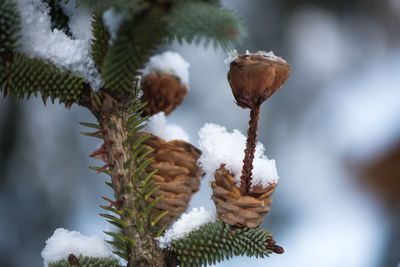 Close-up of pine cone on tree during winter