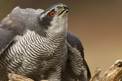 Close-up portrait of eagle