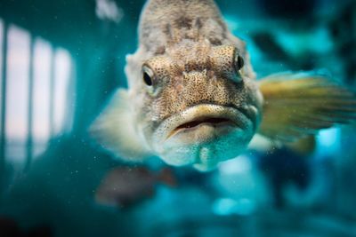 Close-up of fish swimming in sea