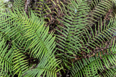 Close-up of palm tree