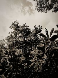 Low angle view of flowering plants against sky