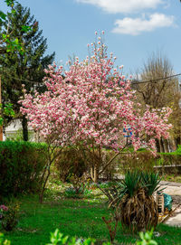 Pink flowers blooming on tree