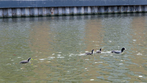 Ducks swimming in lake