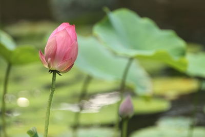 Close-up of pink lotus