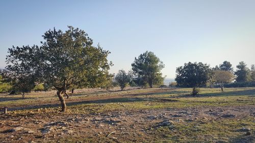 Trees in park against sky