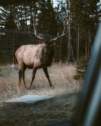 Elk standing on field seen through car window