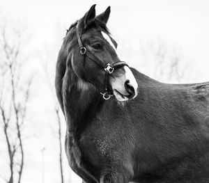 Close-up of a horse